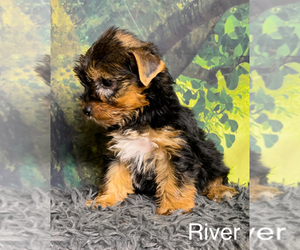 Yorkshire Terrier Puppy for Sale in AZLE, Texas USA