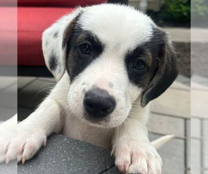Mutt Dogs for adoption in Canton, CT, USA