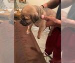 Small Photo #14 Bullmastiff-Cane Corso Mix Puppy For Sale in CHICAGO, IL, USA