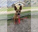 Small #1 Chihuahua Mix