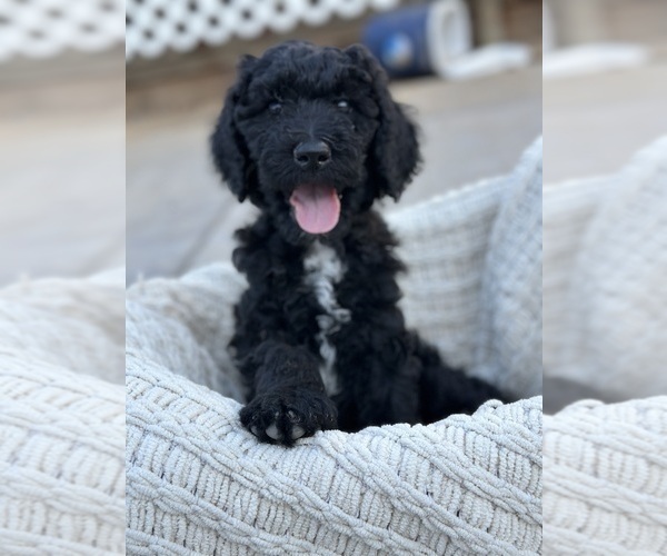 Medium Photo #1 F2 Aussiedoodle Puppy For Sale in FRESNO, CA, USA