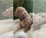 Small Photo #12 Goldendoodle (Miniature) Puppy For Sale in LEWISBURG, PA, USA