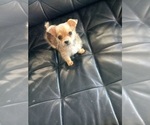 Small Chihuahua-Chihuahua Mix