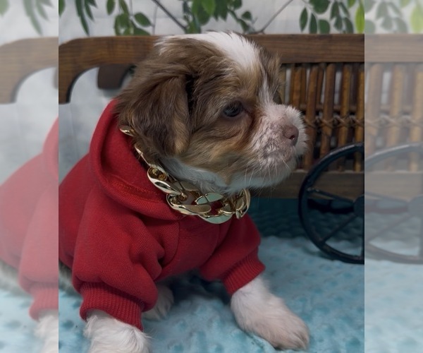Medium Photo #17 Shorkie Tzu Puppy For Sale in SELLERSBURG, IN, USA