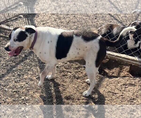 Medium Photo #1 Border Collie-Unknown Mix Puppy For Sale in Pryor, OK, USA