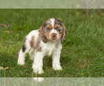 Small #2 Cocker Spaniel