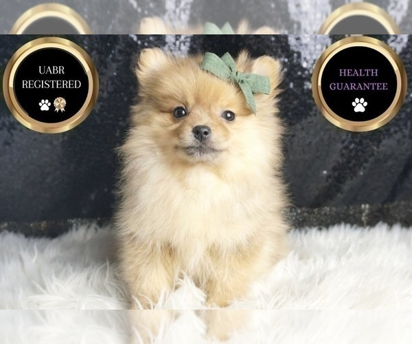 Medium Photo #42 Pomeranian Puppy For Sale in WARSAW, IN, USA