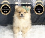 Small Photo #42 Pomeranian Puppy For Sale in WARSAW, IN, USA