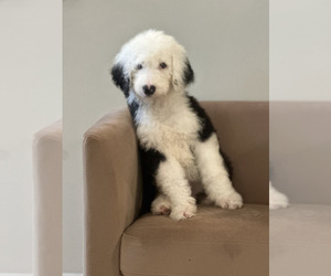 Medium Sheepadoodle