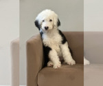 Puppy Jagr Sheepadoodle