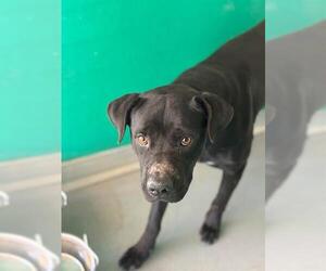 Mutt Dogs for adoption in Visalia, CA, USA