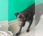 *JOHNNY CASH - Male Mutt Dog for Adoption - Small photo