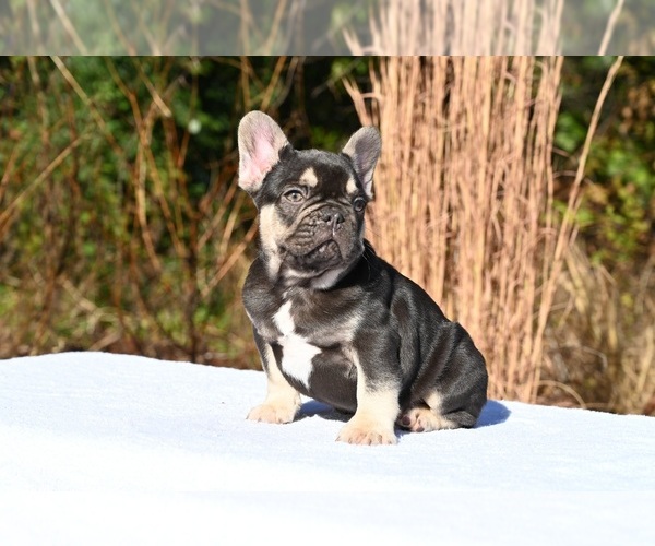 Medium Photo #5 French Bulldog Puppy For Sale in DECATUR, GA, USA