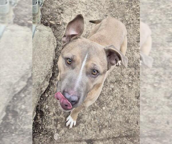 Medium Photo #2 Mutt Puppy For Sale in Decatur, IL, USA