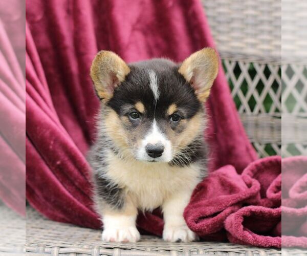 Medium Photo #3 Pembroke Welsh Corgi Puppy For Sale in LANDISBURG, PA, USA