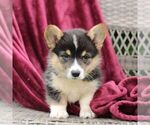 Small #2 Pembroke Welsh Corgi
