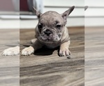 Small Photo #3 French Bulldog Puppy For Sale in VINELAND, NJ, USA