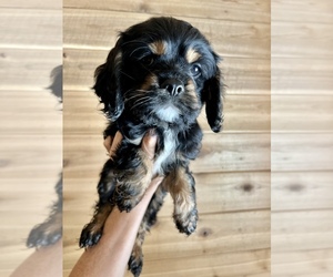 Cavalier King Charles Spaniel Puppy for sale in CENTURIA, WI, USA