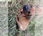 Small #10 Redbone Coonhound