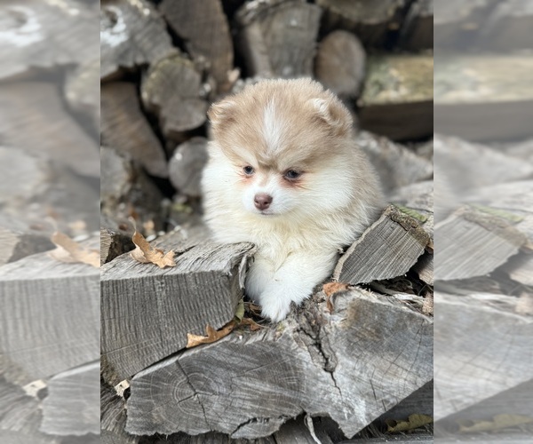 Medium Photo #6 Pomsky Puppy For Sale in STAPLES, MN, USA