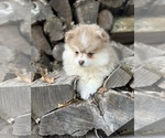 Small #5 Pomsky