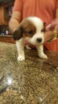 Medium Photo #1 Nederlandse Kooikerhondje Puppy For Sale in HIALEAH, FL, USA