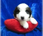 Small Photo #5 Miniature Australian Shepherd Puppy For Sale in HARTVILLE, MO, USA