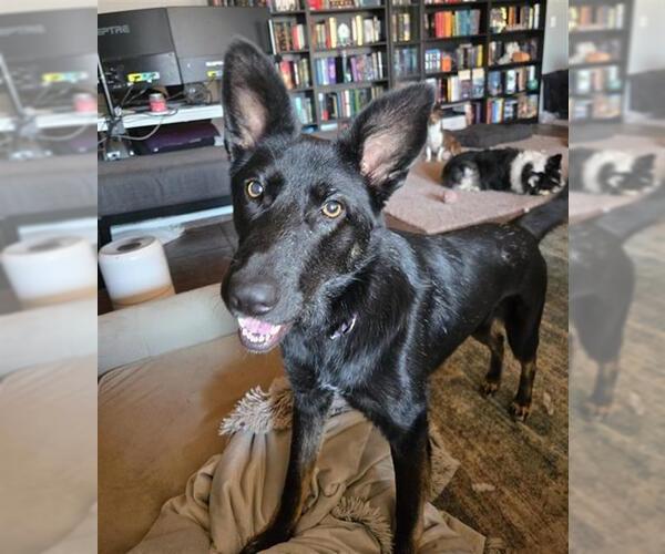 Medium Photo #2 German Shepherd Dog Puppy For Sale in Stockton, CA, USA