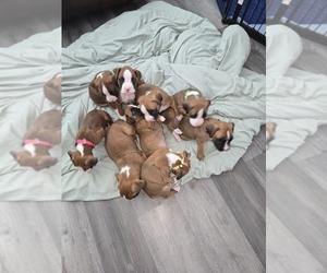 Boxer Litter for sale in GALLOWAY, NJ, USA