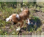 Small Photo #7 Bernedoodle Puppy For Sale in BLACK FOREST, CO, USA