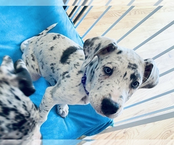 Medium Photo #7 Great Dane Puppy For Sale in HEBRON, CT, USA