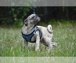 Small #2 Pug