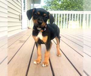 Jack Russell Terrier-Unknown Mix Dogs for adoption in St. Louis Park, MN, USA
