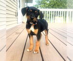 Small Jack Russell Terrier Mix