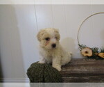 Puppy Maverick Maltipoo (Miniature)