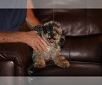 Small #15 Poodle (Miniature)