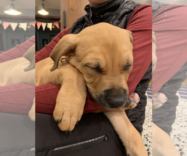 Medium Photo #4 Mutt Puppy For Sale in Farmington, MN, USA