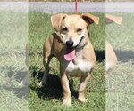 Small Photo #4 Basset Hound-Unknown Mix Puppy For Sale in Prattville, AL, USA
