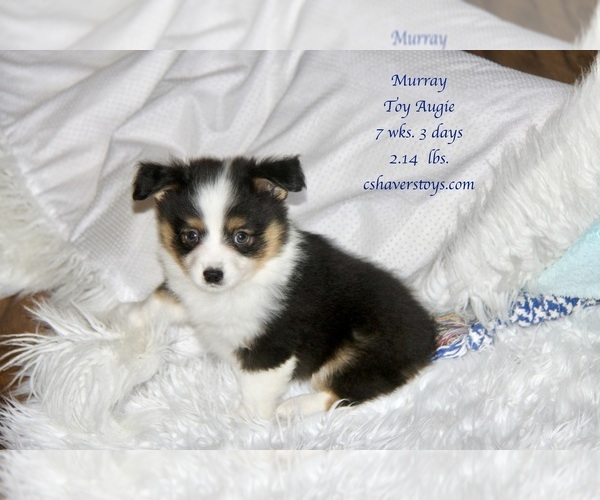 Medium Photo #4 Aussie-Corgi-Miniature Australian Shepherd Mix Puppy For Sale in LIND, WA, USA