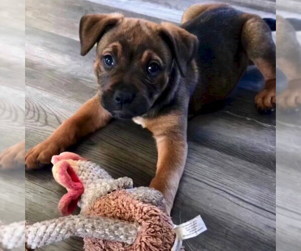 Medium Photo #5 Mutt Puppy For Sale in San Juan Capistrano, CA, USA