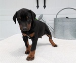 Small #5 Doberman Pinscher