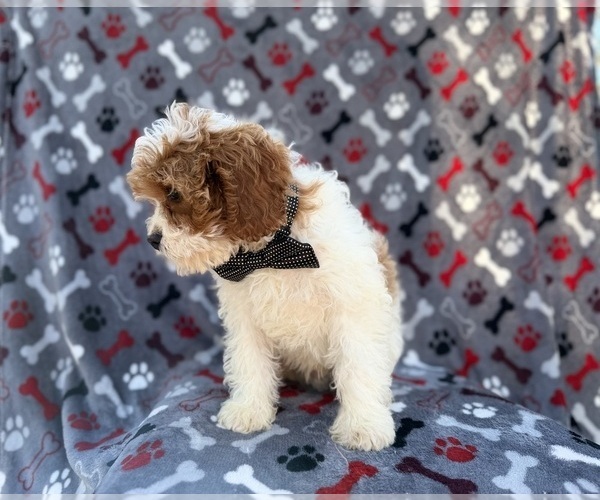 Medium Photo #8 Cavapoo (Miniature) Puppy For Sale in LAKELAND, FL, USA
