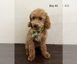 Puppy Boy 2 Poodle (Toy)