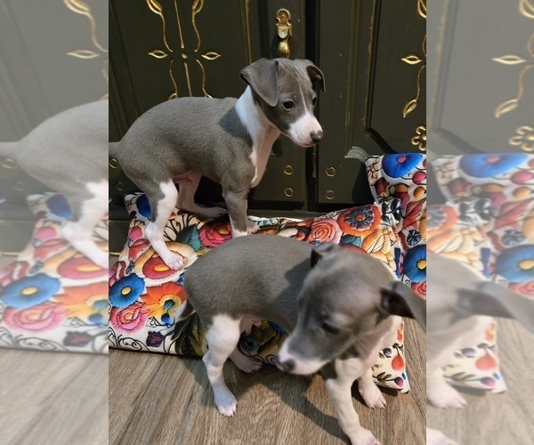 Medium Photo #1 Italian Greyhound Puppy For Sale in NESBIT, MS, USA