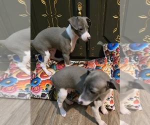 Medium Italian Greyhound