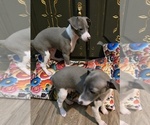 Small Italian Greyhound