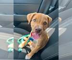 Small #1 Labrador Retriever Mix