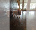 Small Photo #10 French Bulldog Puppy For Sale in OAKDALE, CA, USA