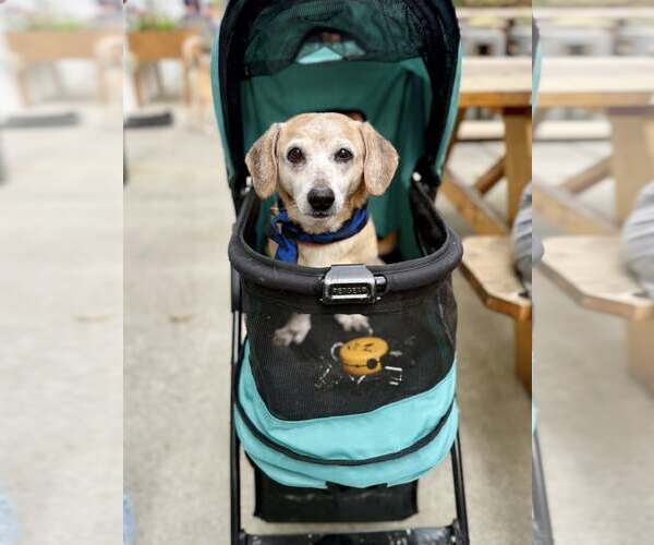 Medium Photo #3 Dachshund-Unknown Mix Puppy For Sale in Greenville, SC, USA