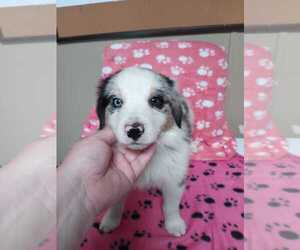 Australian Shepherd Puppy for sale in DUNNELLON, FL, USA